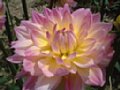 dahlia001.jpg