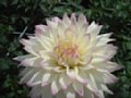 dahlia004.jpg