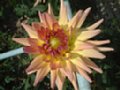 dahlia005.jpg