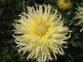 dahlia006.jpg