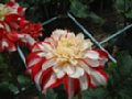 dahlia007.jpg