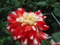 dahlia008.jpg