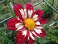 dahlia009.jpg