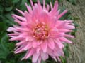 dahlia010.jpg