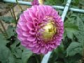 dahlia011.jpg