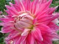 dahlia012.jpg