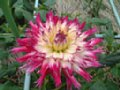 dahlia013.jpg