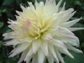 dahlia014.jpg