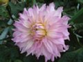 dahlia015.jpg