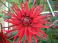 dahlia016.jpg