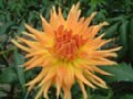 dahlia017.jpg