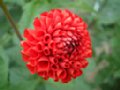 dahlia018.jpg