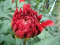 dahlia019.jpg