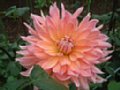 dahlia020.jpg