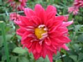 dahlia021.jpg