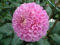 dahlia022.jpg