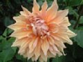 dahlia023.jpg