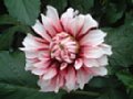 dahlia024.jpg