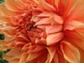 dahlia025.jpg