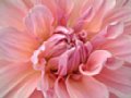 dahlia026.jpg