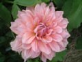 dahlia027.jpg