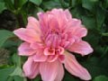 dahlia028.jpg