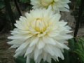 dahlia030.jpg