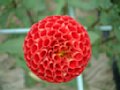 dahlia032.jpg