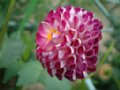 dahlia034.jpg