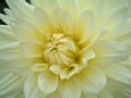 dahlia035.jpg