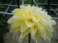 dahlia036.jpg