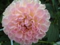 dahlia037.jpg