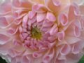 dahlia038.jpg