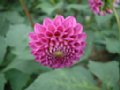 dahlia039.jpg