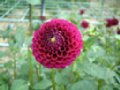 dahlia040.jpg