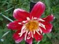 dahlia041.jpg