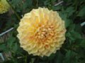 dahlia042.jpg