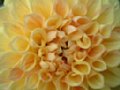 dahlia043.jpg