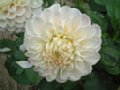 dahlia044.jpg