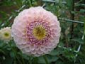 dahlia045.jpg