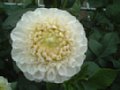 dahlia046.jpg