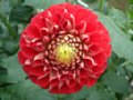 dahlia047.jpg