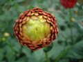 dahlia048.jpg