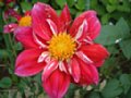 dahlia049.jpg