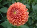 dahlia050.jpg