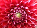 dahlia051.jpg