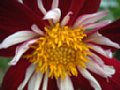 dahlia052.jpg