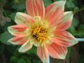 dahlia053.jpg