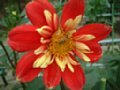 dahlia054.jpg