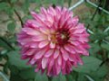 dahlia055.jpg